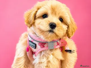 Maltipoo honden Schattige gezonde maltipoo pups - Advertentie 5