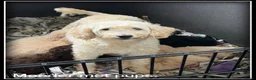 Labradoodle honden te koop: Labradoodle F4 pups 40-45 cm - Advertentie 15