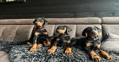 Dobermann honden - Advertentie 4