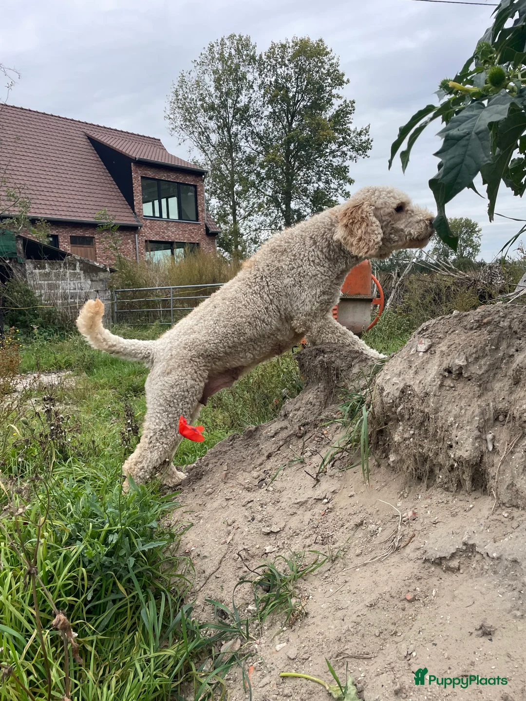 Kruising honden te koop: Mooie goldendoodles. - Advertentie 8