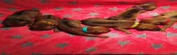 Rhodesian Ridgeback honden te koop: Rhodesian Ridgeback pups met stamboom  in Apeldoorn - Advertentie 14