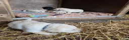 Labrador Retriever honden te koop: Prachtige blonde en zwarte labradorpups geboren! ♥ - Advertentie 14