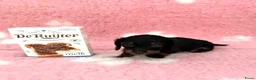 Ruwhaar Teckel honden te koop: Ruwhaar Kaninchen teckel pups - Advertentie 9