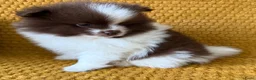 Pomeriaan honden te koop: Prachtige pomeranian pups met een mega vacht - Advertentie 4