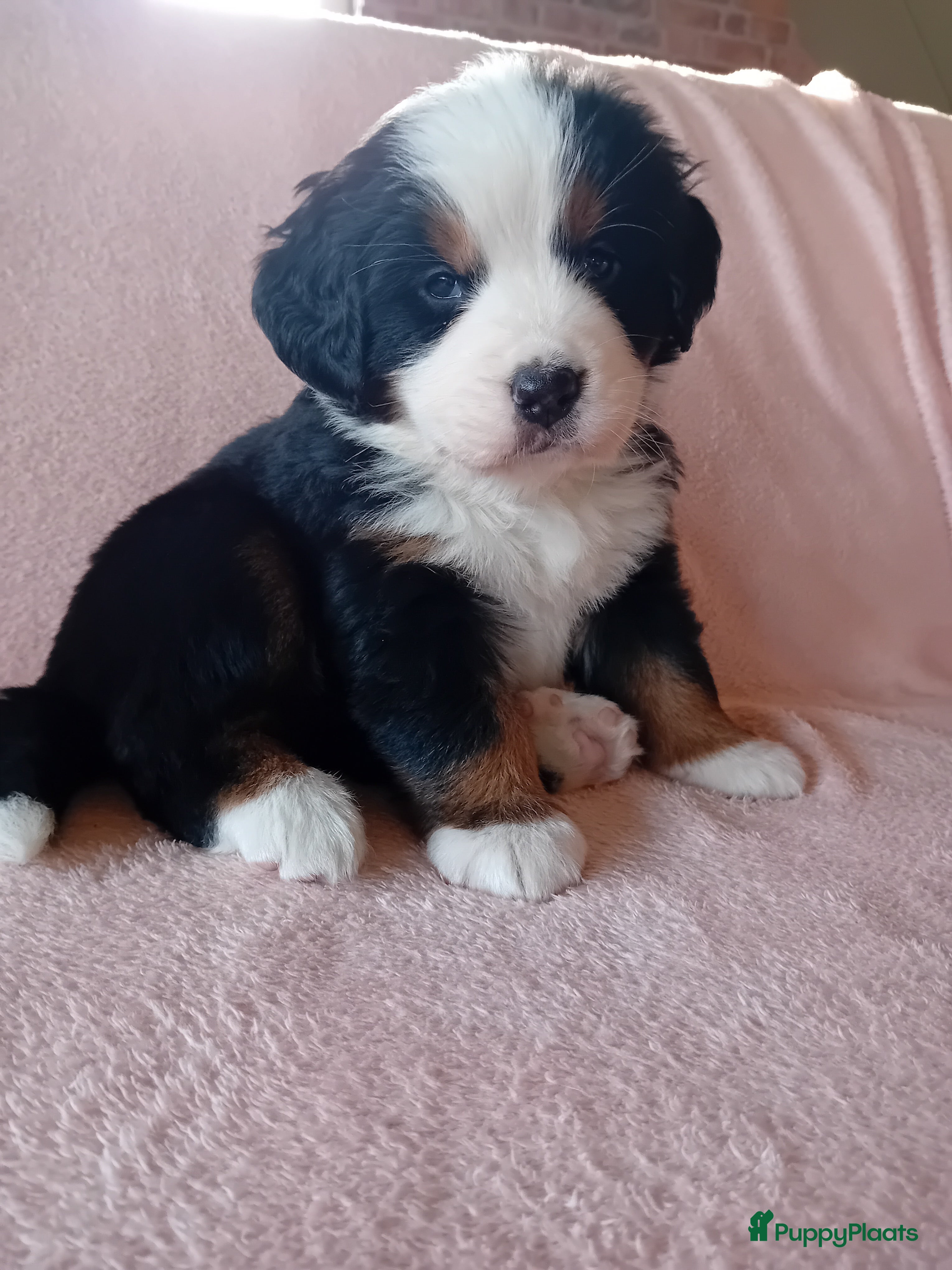 Berner Sennenhond honden Benner sennen pups - Advertentie 2