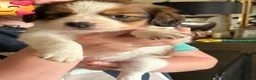 Kooikerhondje honden te koop: Schitterende kooikerpups  nog 1 teefje! - Advertentie 2
