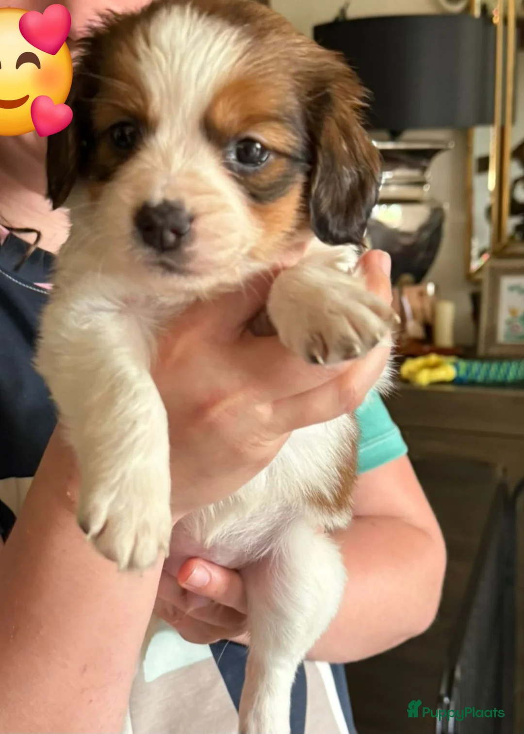 Kooikerhondje honden te koop: Schitterende kooikerpups  nog 1 teefje! - Advertentie 2