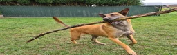 Kruising honden te koop: Prachtige Border Collie x Mechelse Herder pups F1 - Advertentie 10