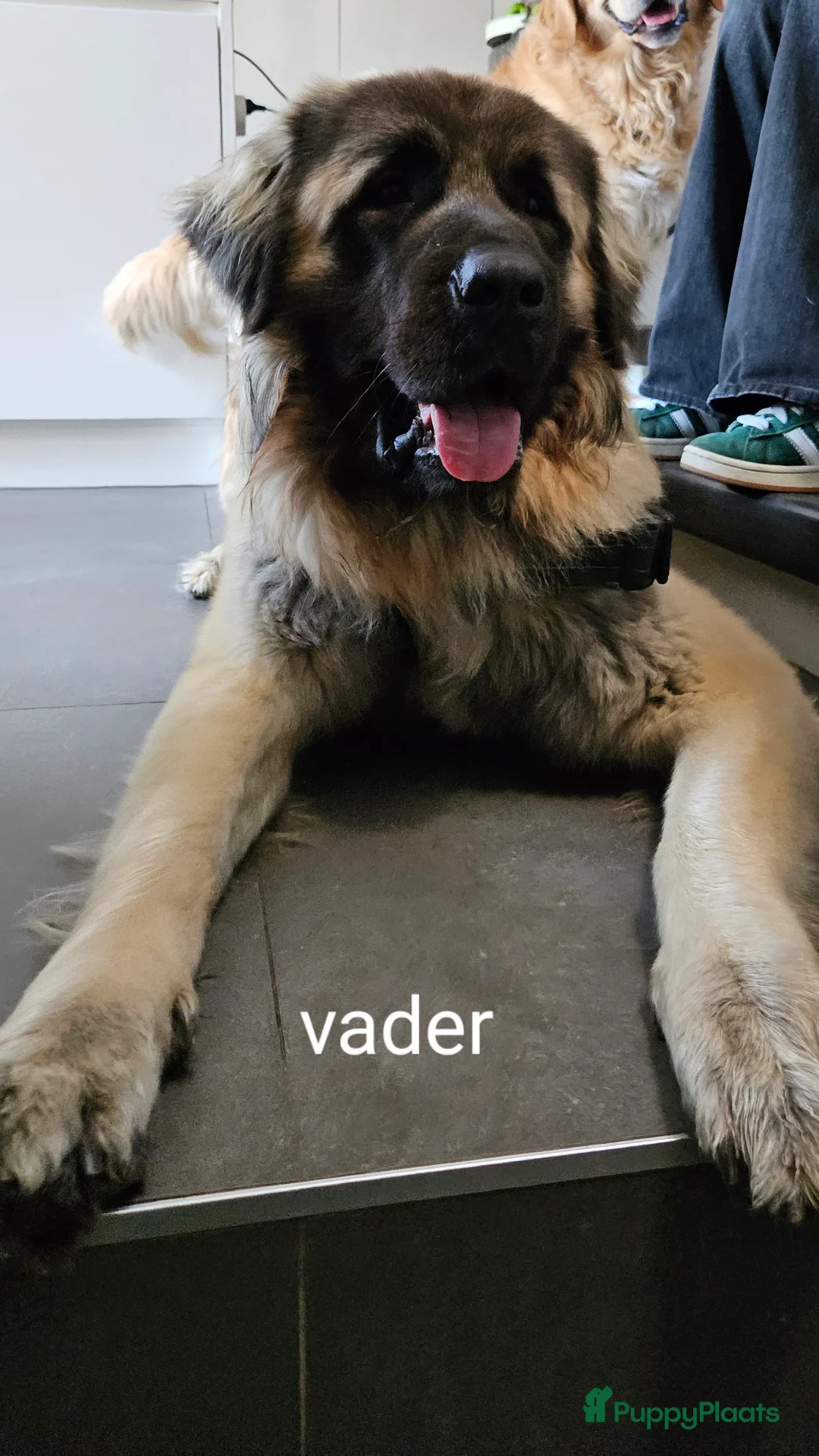 Kruising honden te koop: Reutje - Advertentie 2