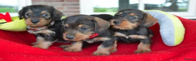 Kruising Puppy 3