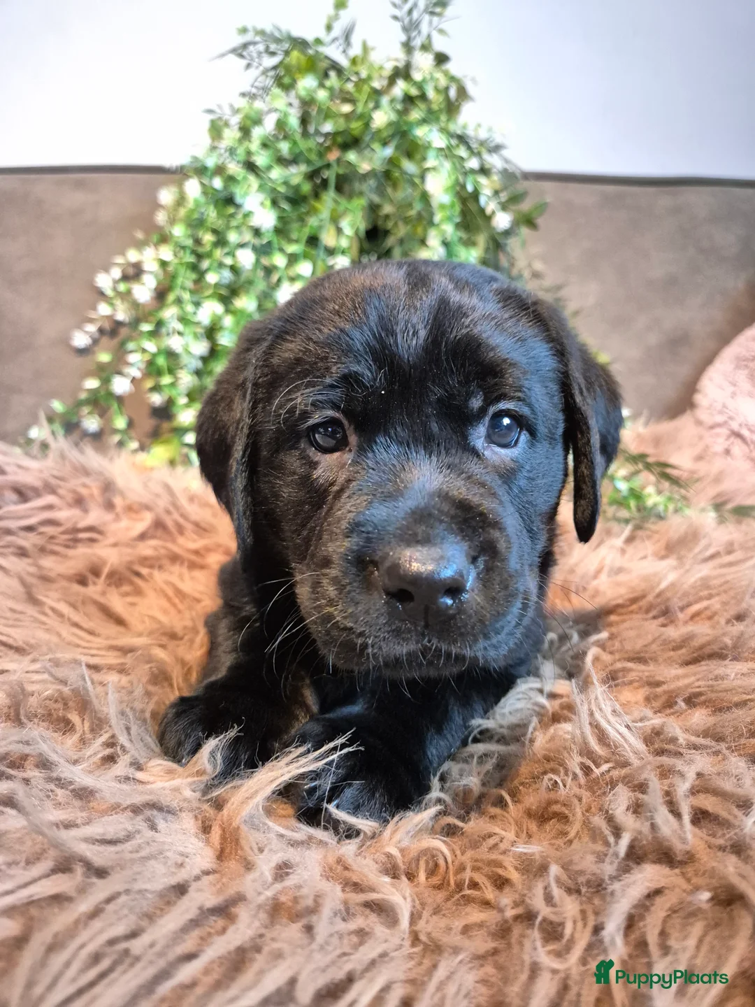 Labrador Retriever honden te koop: Labrador Retriever pups met stamboom  - Advertentie 4