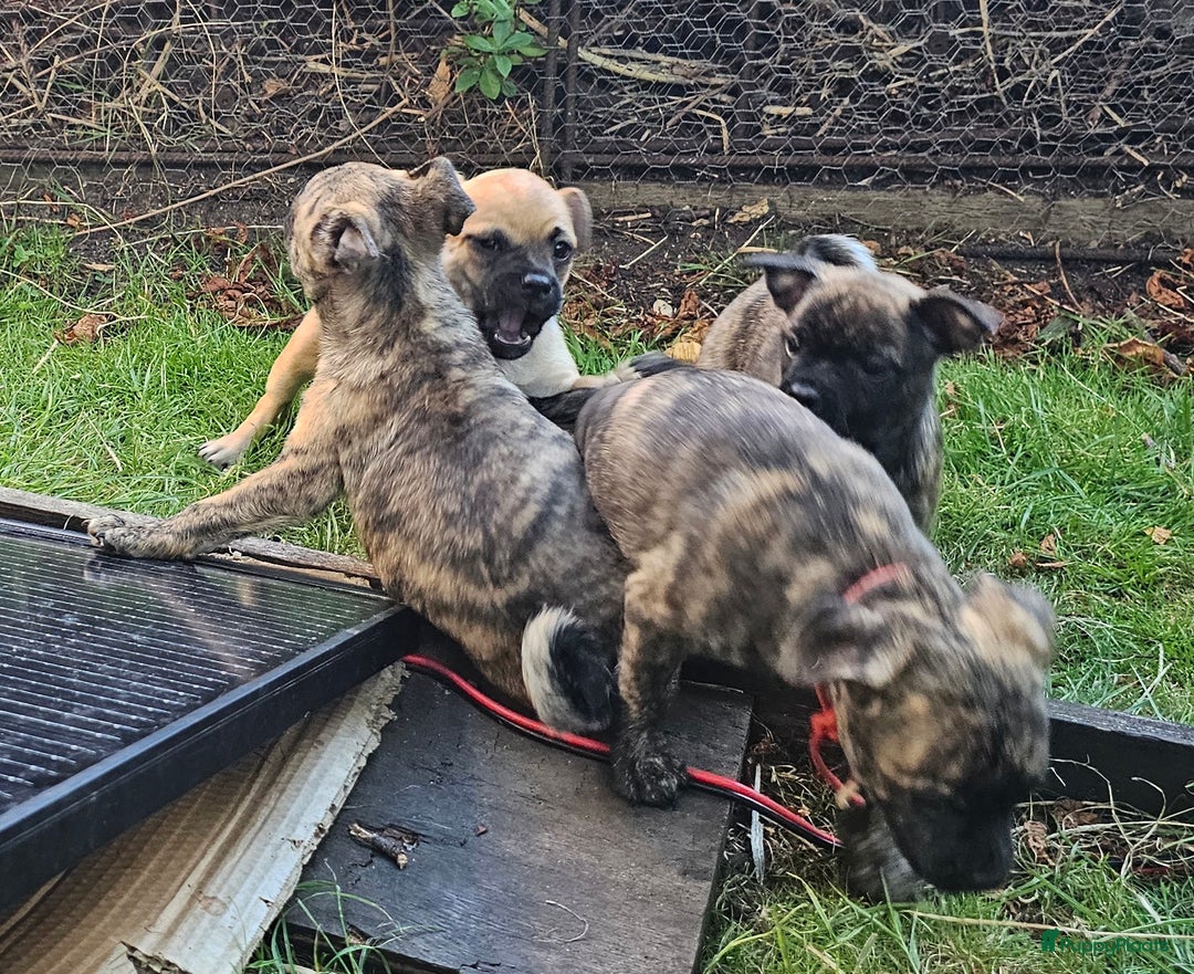 Kruising honden te koop: Kruising AHT American Hairless Terriër X Bulletje  in Hazerswoude-Rijndijk - Afbeelding 6