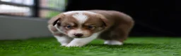 Border Collie honden te koop: Border collie pups met FCI stamboom - Advertentie 16