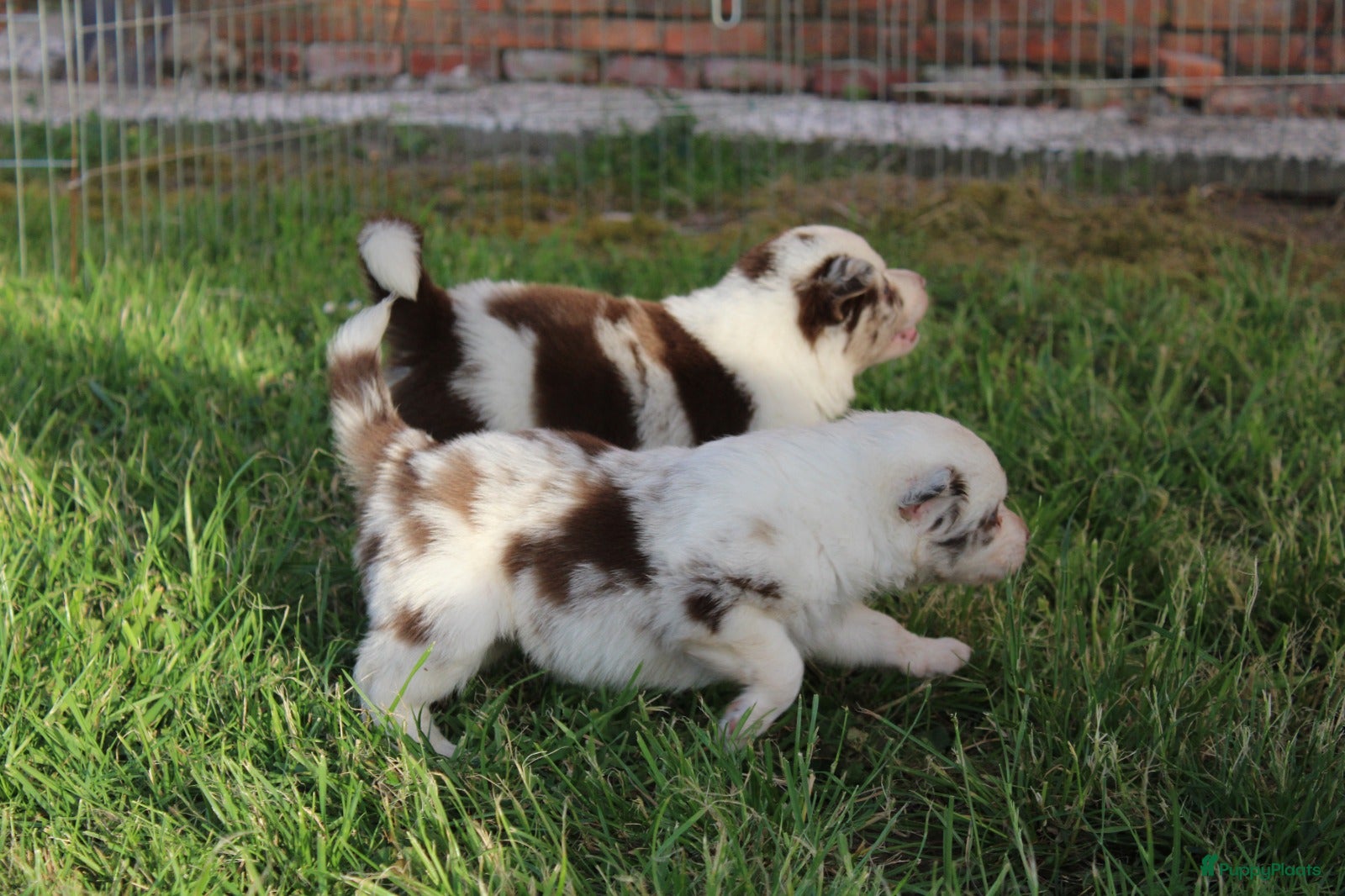 Border Collie Puppy 6
