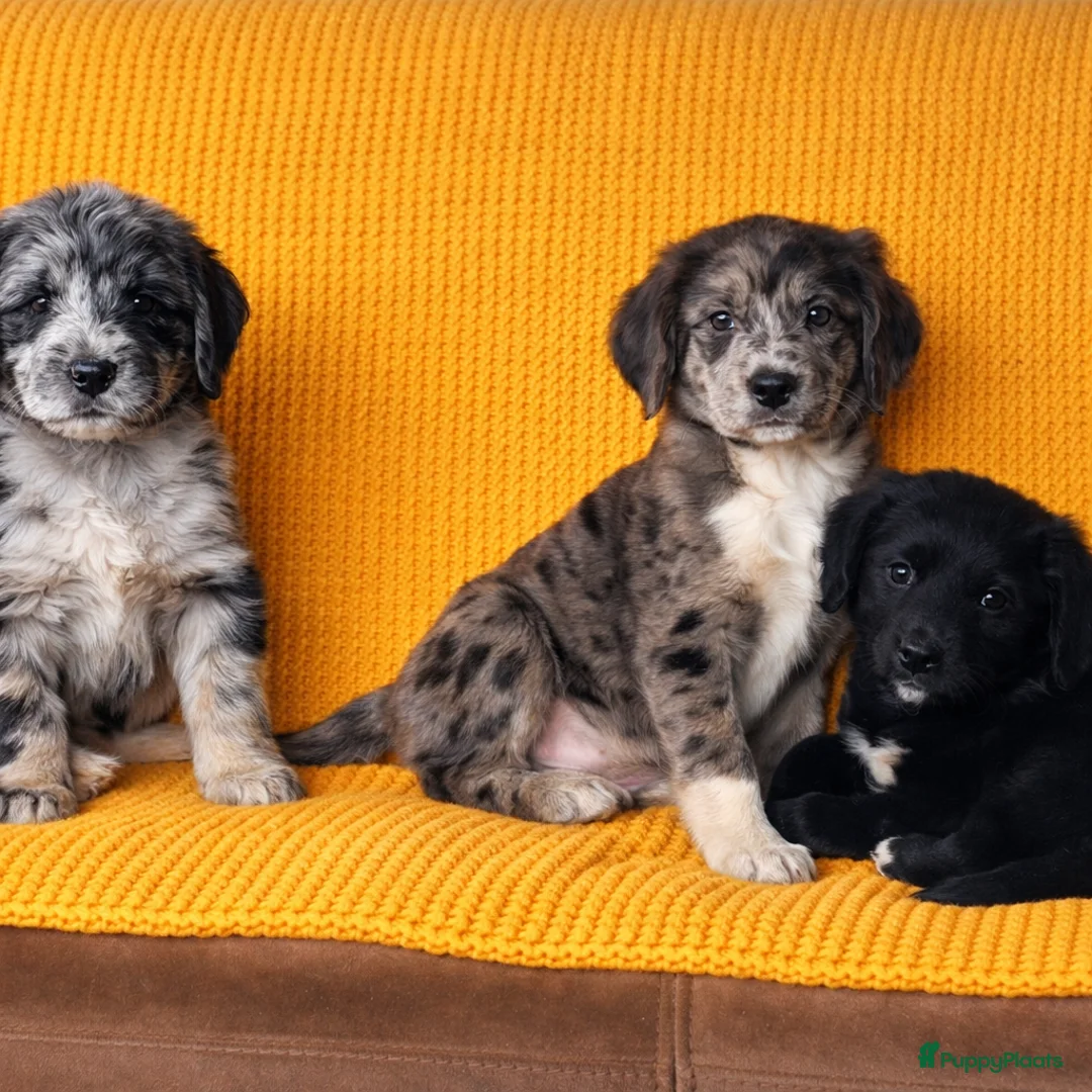 Kruising honden te koop: Prachtige aussidoodle pups - Advertentie 5