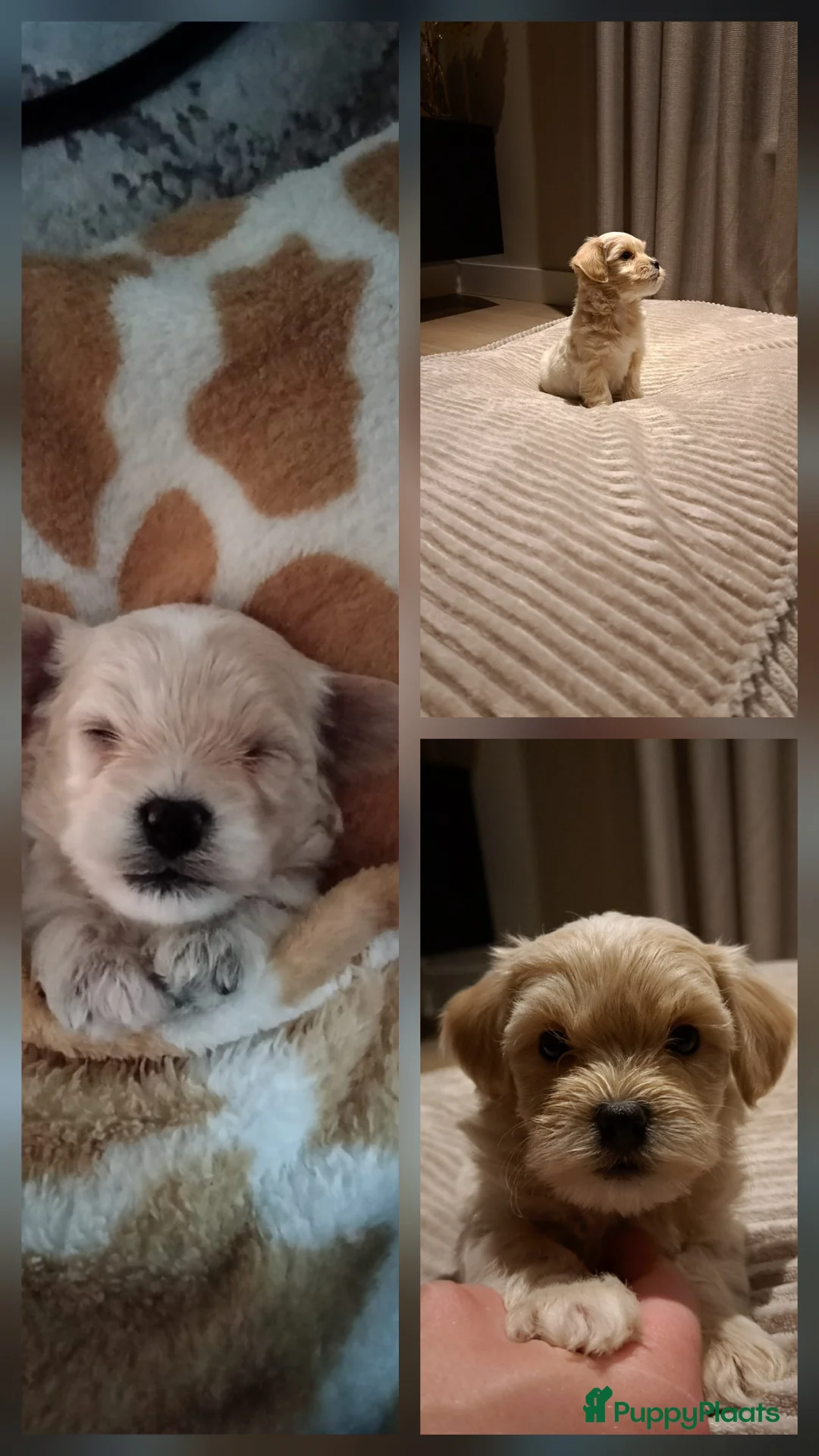 Maltipoo honden te koop: Prachtige Maltipoo/Toy Poedel pups.  - Advertentie 2