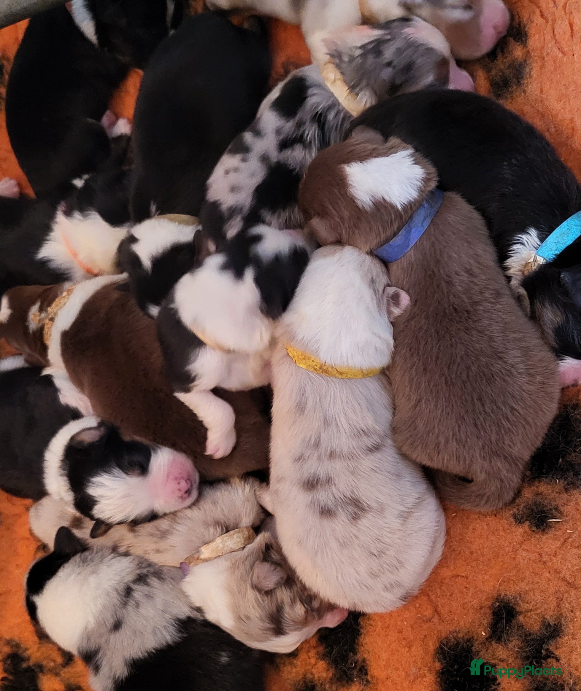 Australian Shepherd honden Australian Shepherd pupjes met FCI stamboom - Advertentie 5