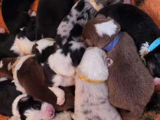 Australian Shepherd honden Australian Shepherd pupjes met FCI stamboom - Advertentie 2