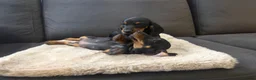 Teckel (korthaar)  honden te koop: Dwerg Teckel Pups. - Advertentie 16