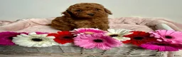 Poedel Toy honden te koop: Toy poedel abrikoos - Advertentie 3