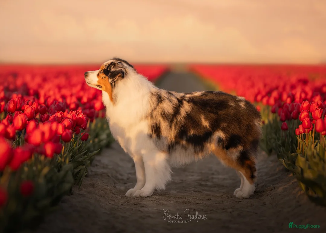Australian Shepherd honden ter dekking: Ter dekking Australian Shepherd reu - Advertentie 3