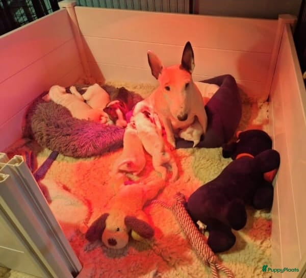Bull Terriër honden te koop: MINIATUUR BULL TERRIER  - Advertentie 6