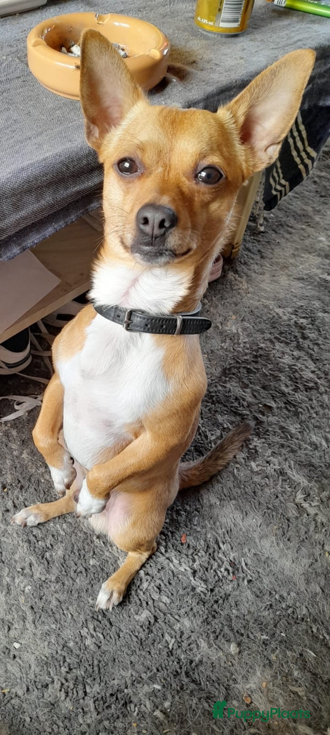 Kruising honden te koop: Jack-Chi Pups te koop - Advertentie 2