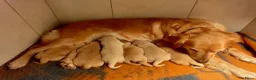 Golden Retriever honden te koop: Lieve Golden Retriever pups  - Advertentie 11
