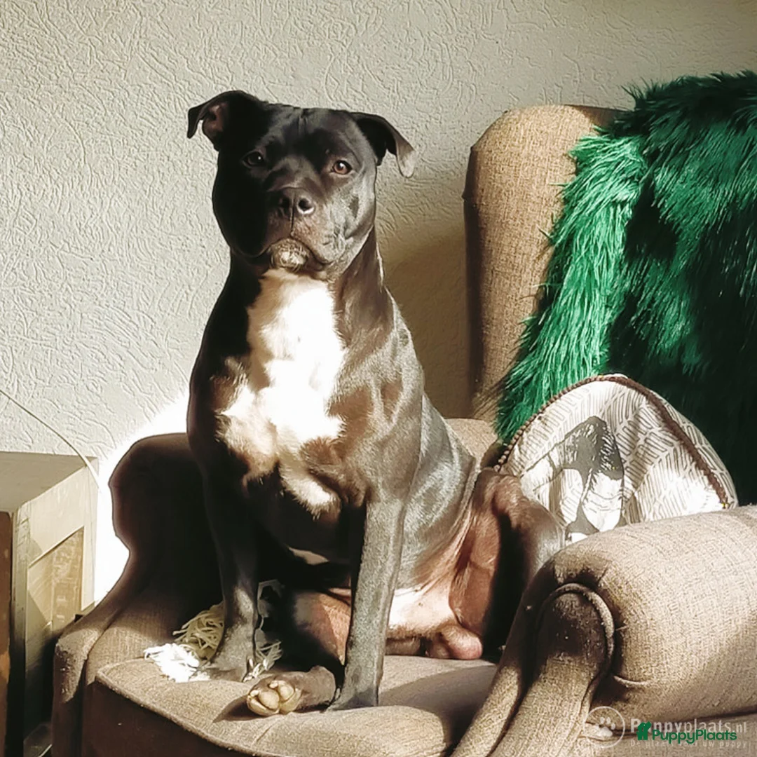 Engelse Stafford honden ter dekking: DekReu aangeboden Engelse stafford in Beerta - Advertentie 4