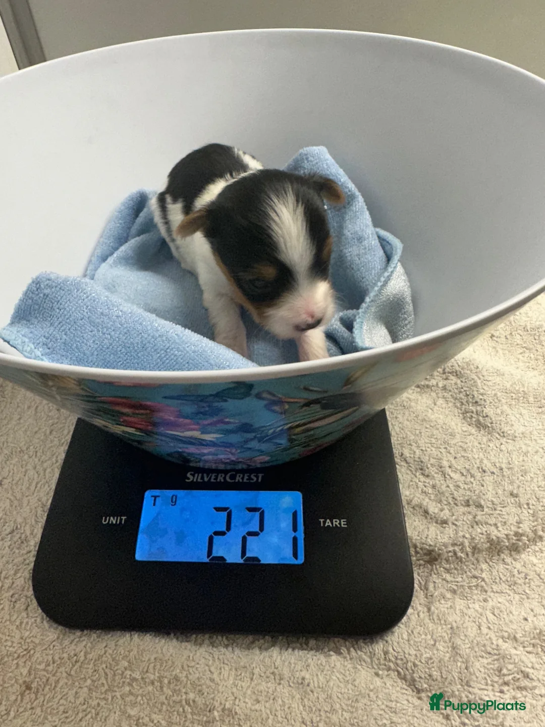 Yorkshire Terriër honden te koop: Yorkshire pups classic en biewer - Advertentie 2