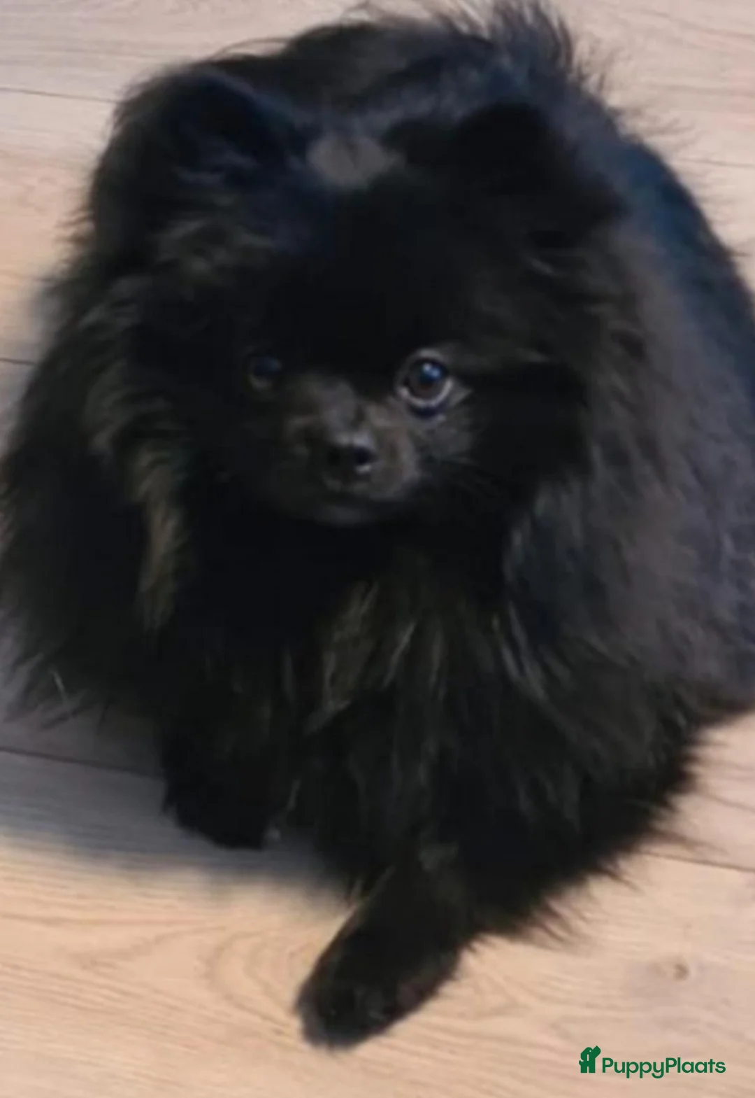 Pomeriaan honden te koop: Pomeranian puppy te koop - Advertentie 3