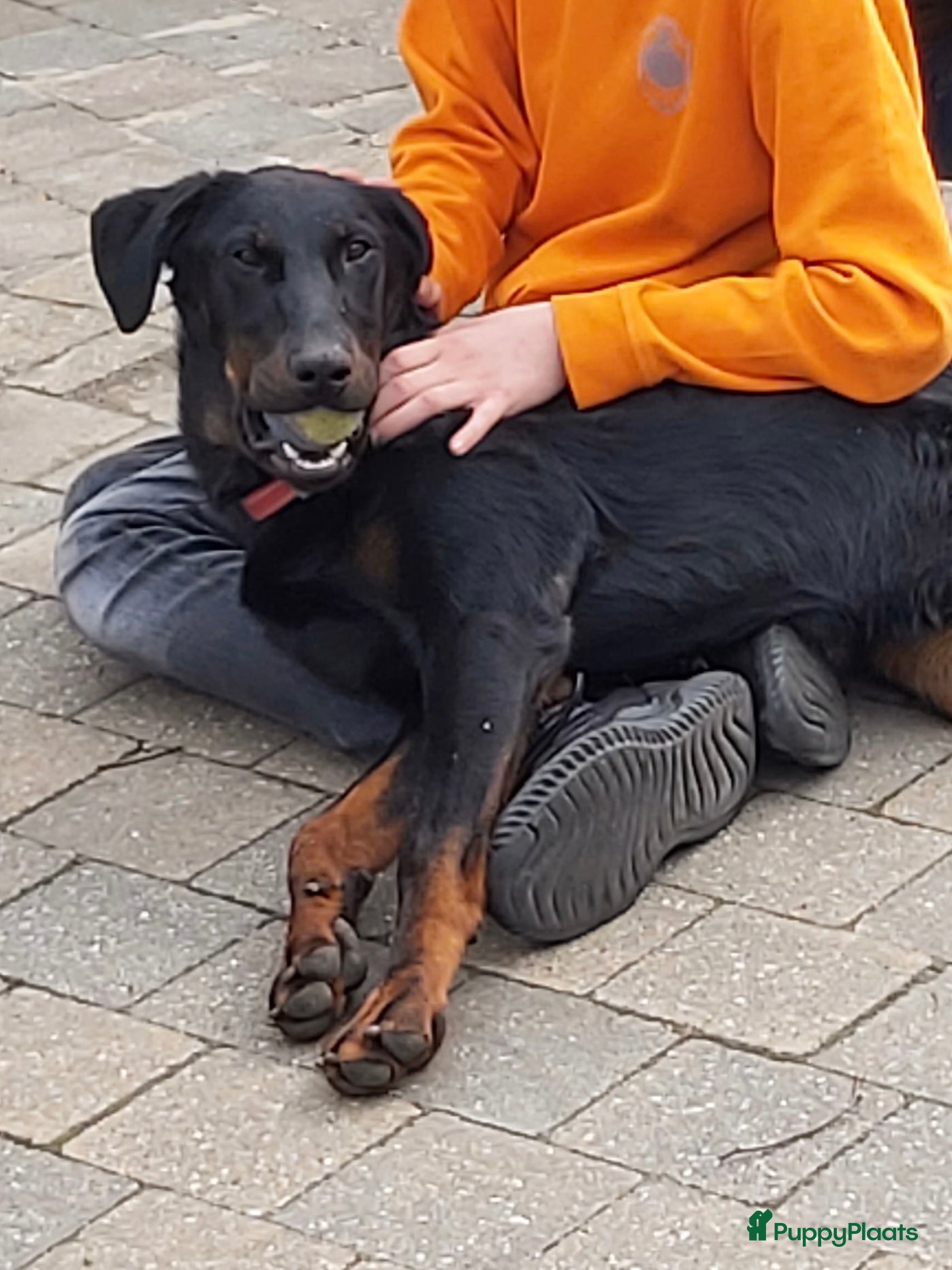 Beauceron honden Beauceron pups - Advertentie 2