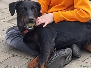 Beauceron honden Beauceron pups - Advertentie 2