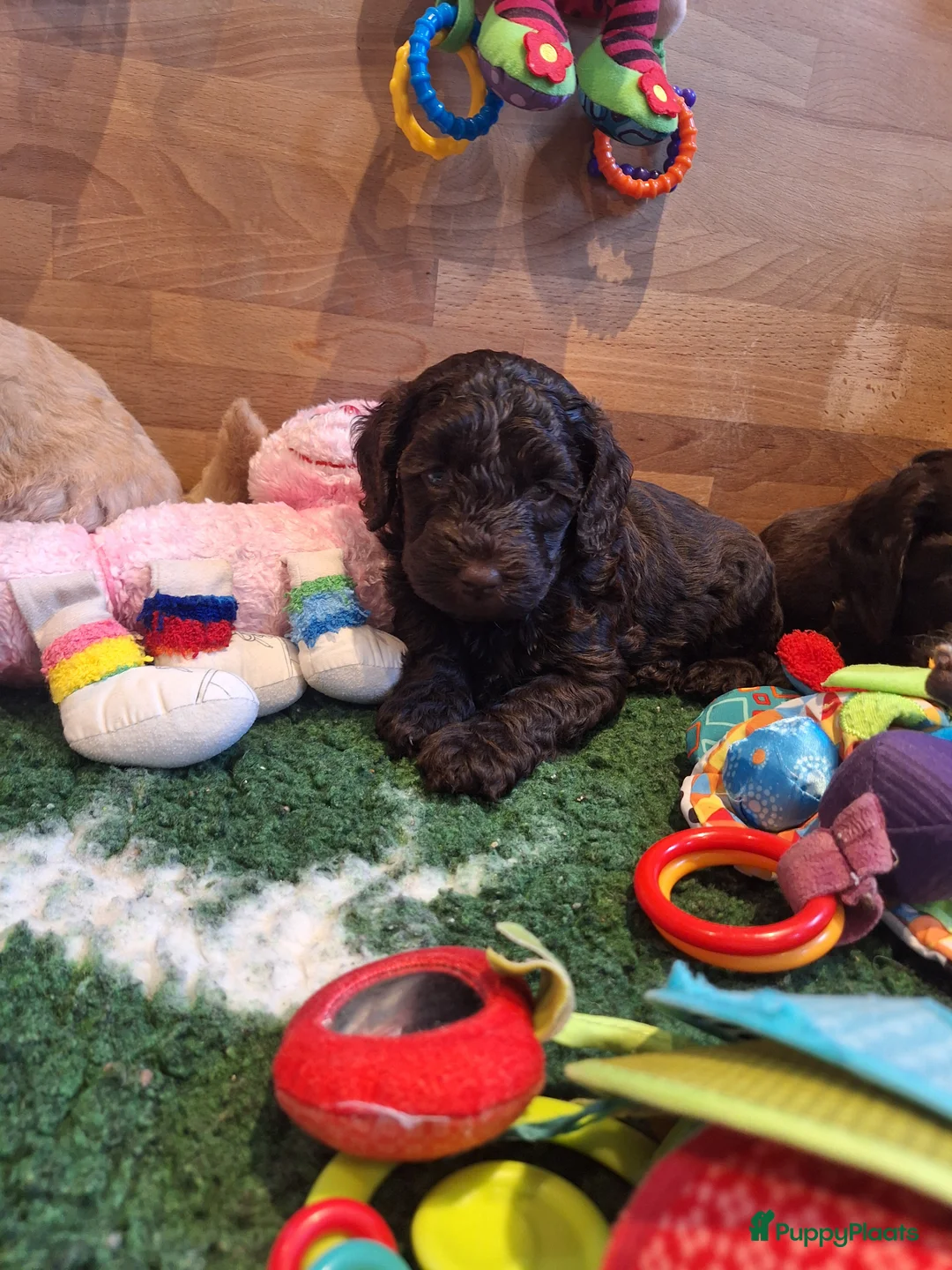 Kruising honden te koop: Australian labradoodle pups - Advertentie 10