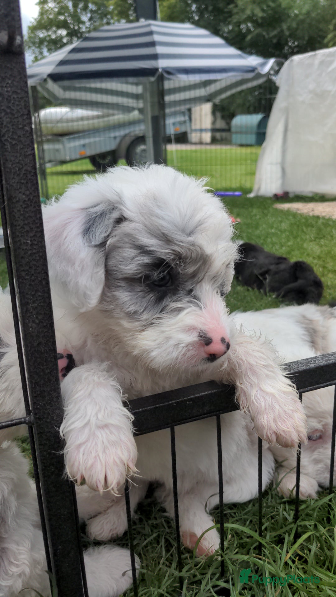 Kruising honden te koop: Mooi, lief en slim! hypoallergene Spaanse aussies - Afbeelding 13