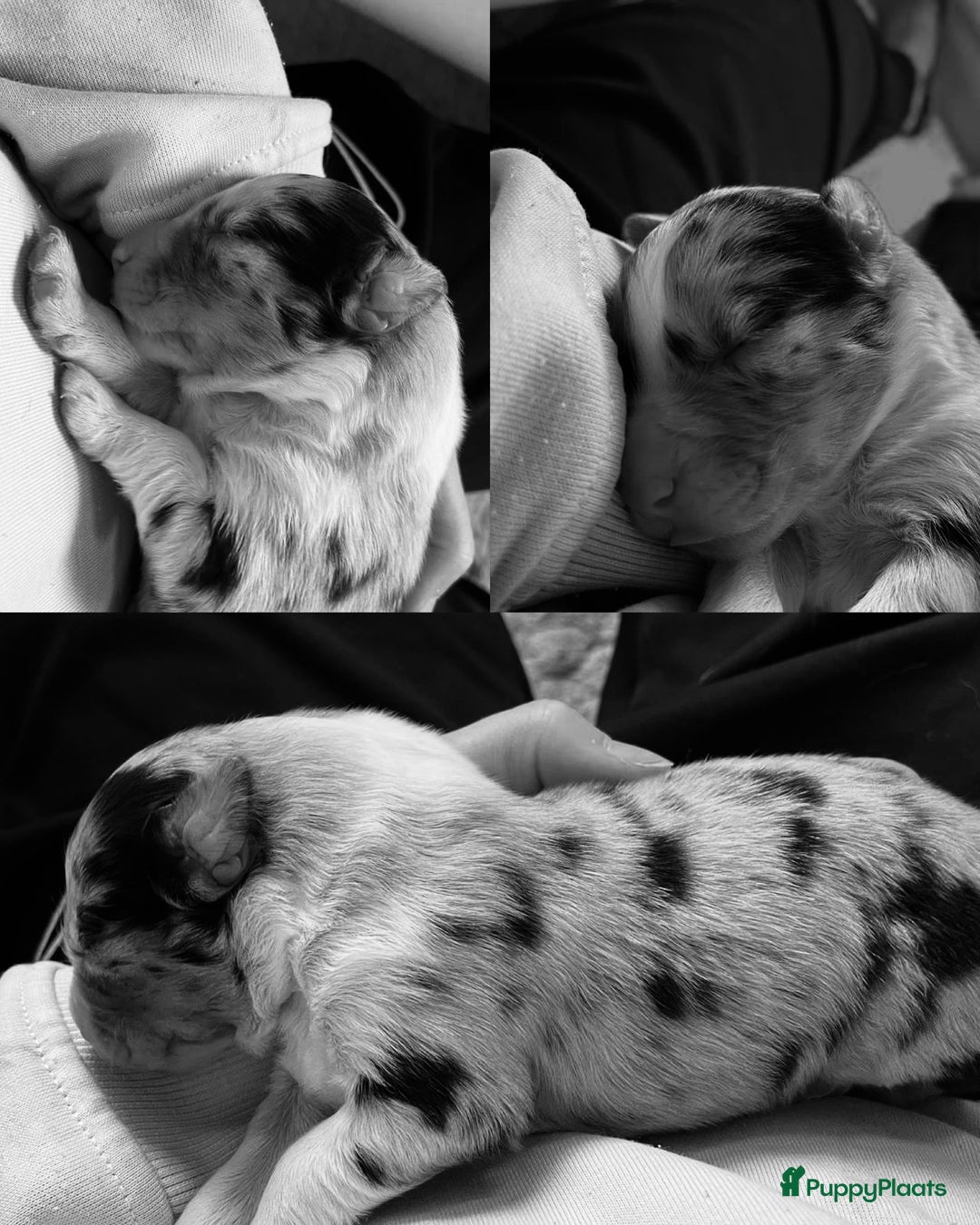 Australian Shepherd honden te koop: Prachtige pups Australian shepherd X  - Advertentie 12