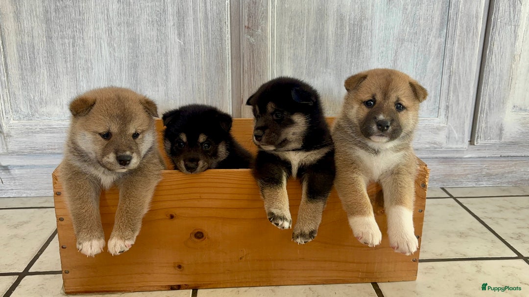 Shiba honden te koop: Shiba inu in Genk - Afbeelding 7