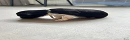 Nederlandse Schapendoes honden te koop: Prachtige schapendoesjes - Advertentie 11