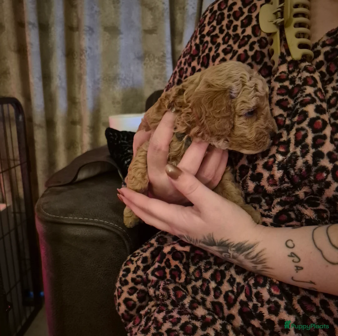 Maltipoo honden te koop: Lieve maltipoo reu - Advertentie 3