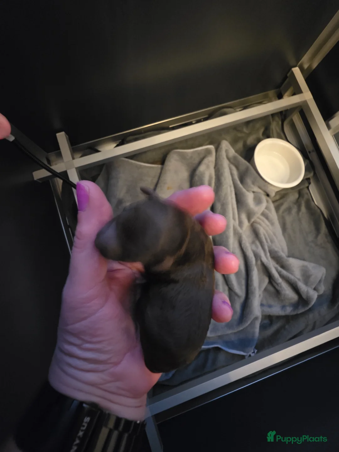 Poedel Toy honden te koop: 2 Teefjes geboren op 24-5-2026  - Advertentie 2