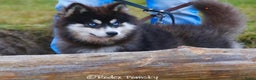 Pomsky honden te koop: Schitterende Pomsky pups  - Advertentie 9