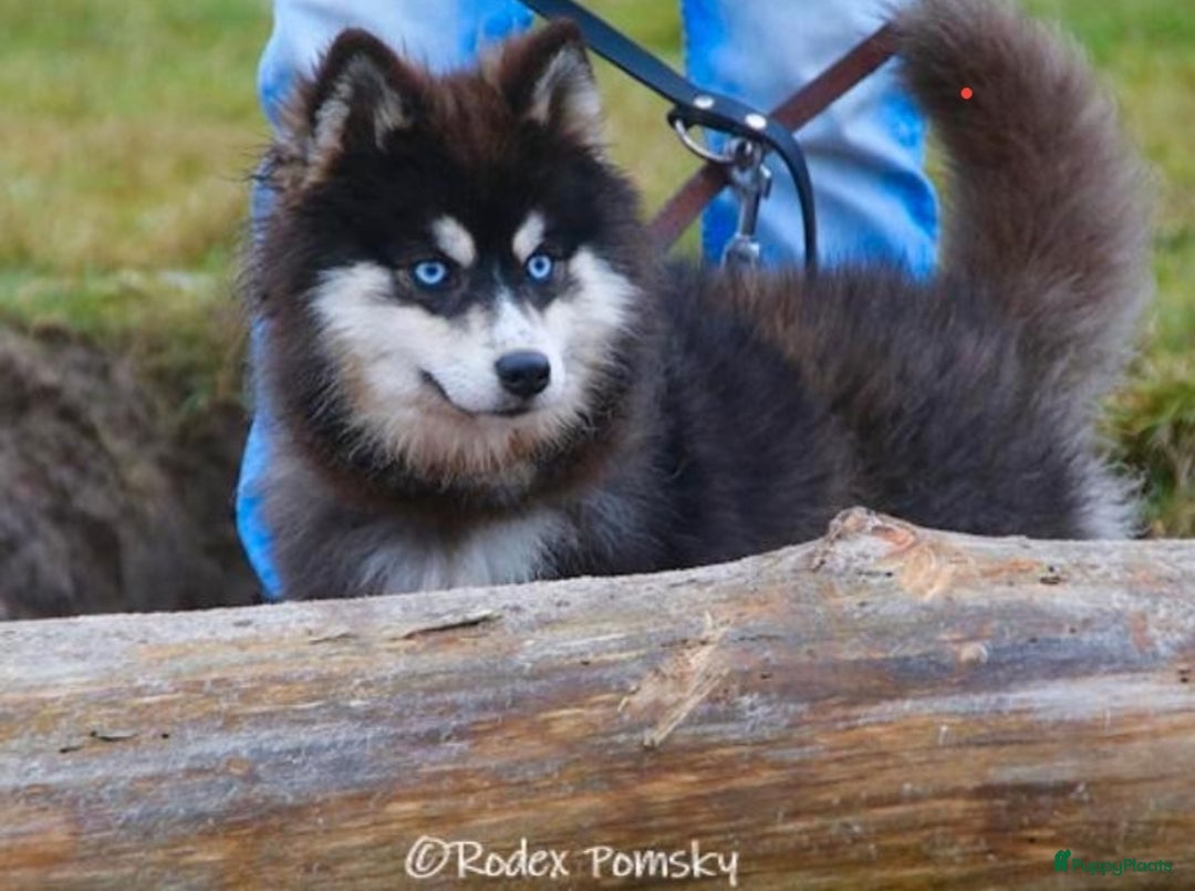 Pomsky honden te koop: Schitterende Pomsky pups  - Advertentie 9