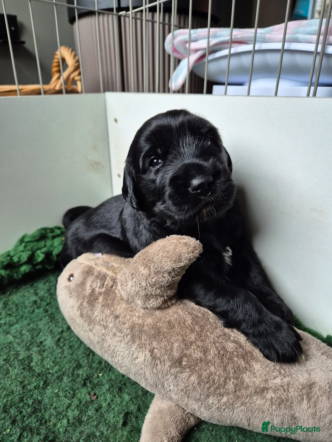 Golden Retriever honden te koop: Lieve golden Retriever puppies - Advertentie 16