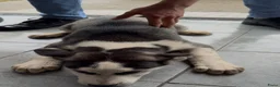 Siberische Husky honden te koop: Pablo, Mali en Mala zoeken een gouden mandje! - Advertentie 12
