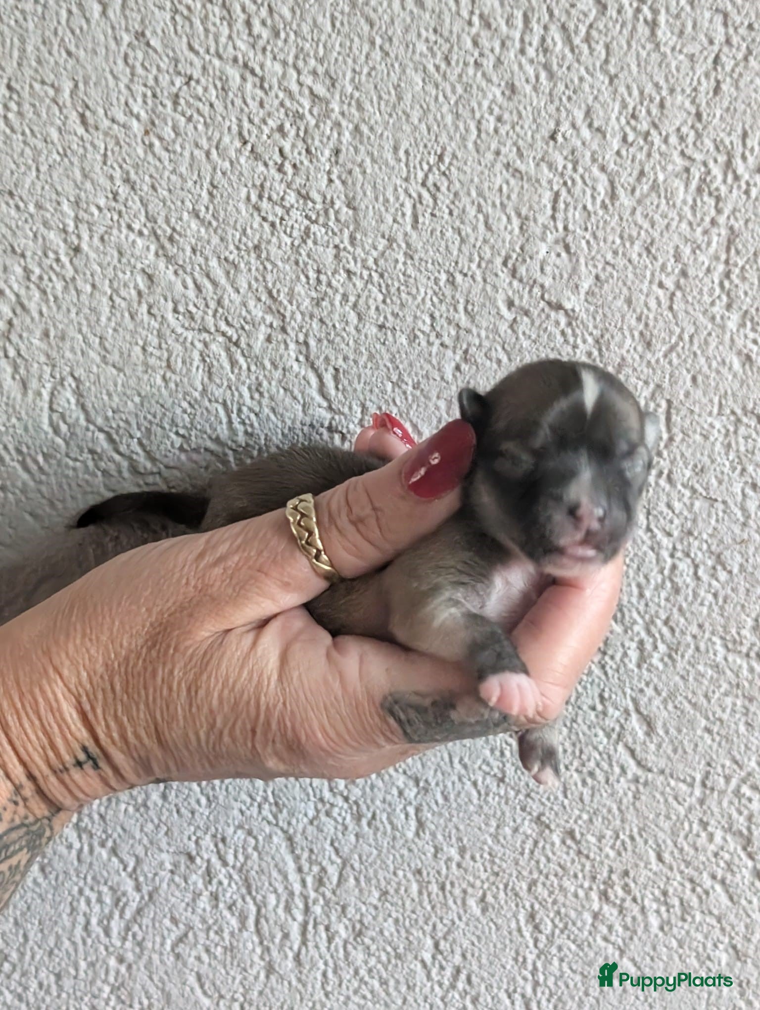 Chihuahua honden raszuiver chihuahua puppy teefje - Advertentie 4