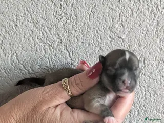 Chihuahua honden raszuiver chihuahua puppy teefje - Advertentie 4