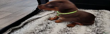 Dobermann 1