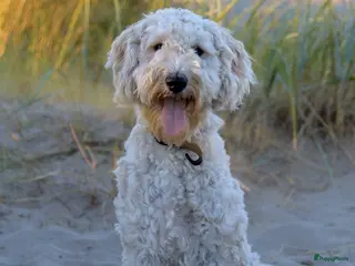 Labradoodle honden Lieve labradoodles - Advertentie 1