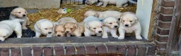 Golden Retriever honden te koop: Raszuivere golden retriever pups - Advertentie 4