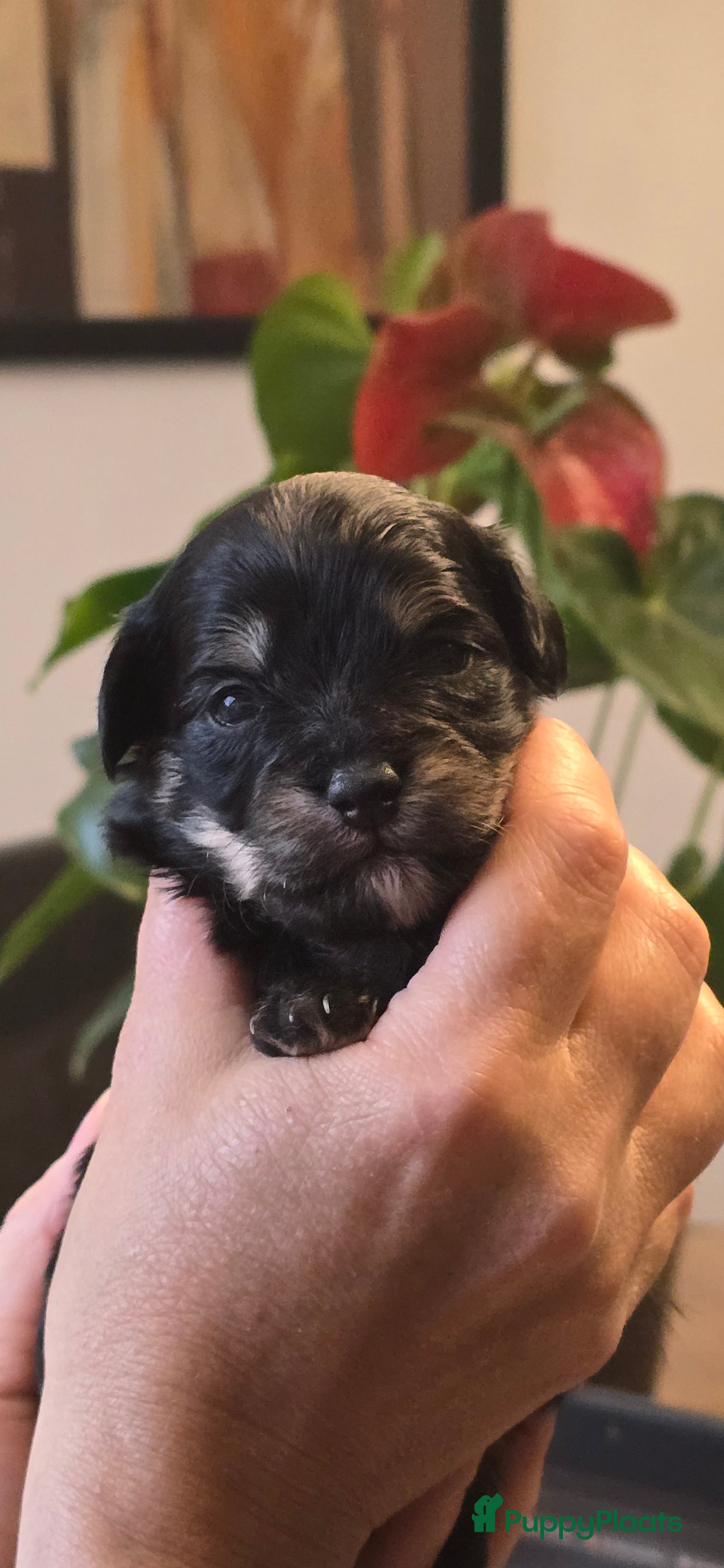 Maltipoo honden Puppy (maltipoo) - Advertentie 2
